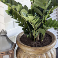 zz plant in a brown pot on white brick fireplace next to small lantern with blue shutter in background