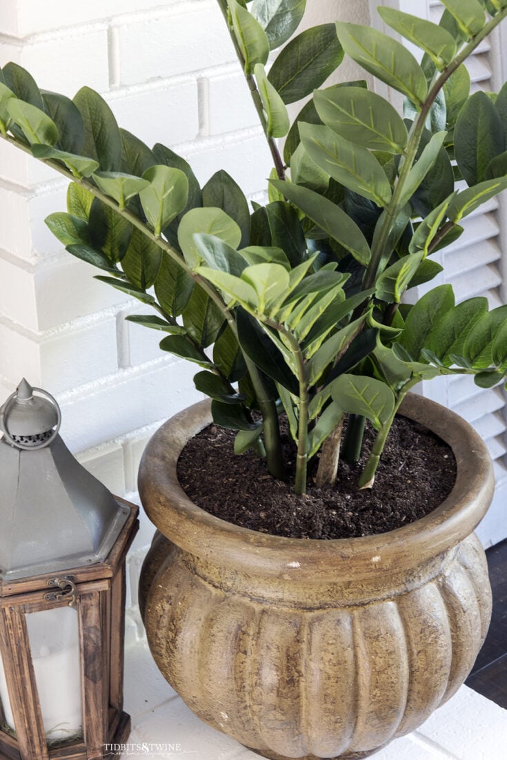 zz plant in a brown pot on white brick fireplace next to small lantern with blue shutter in background