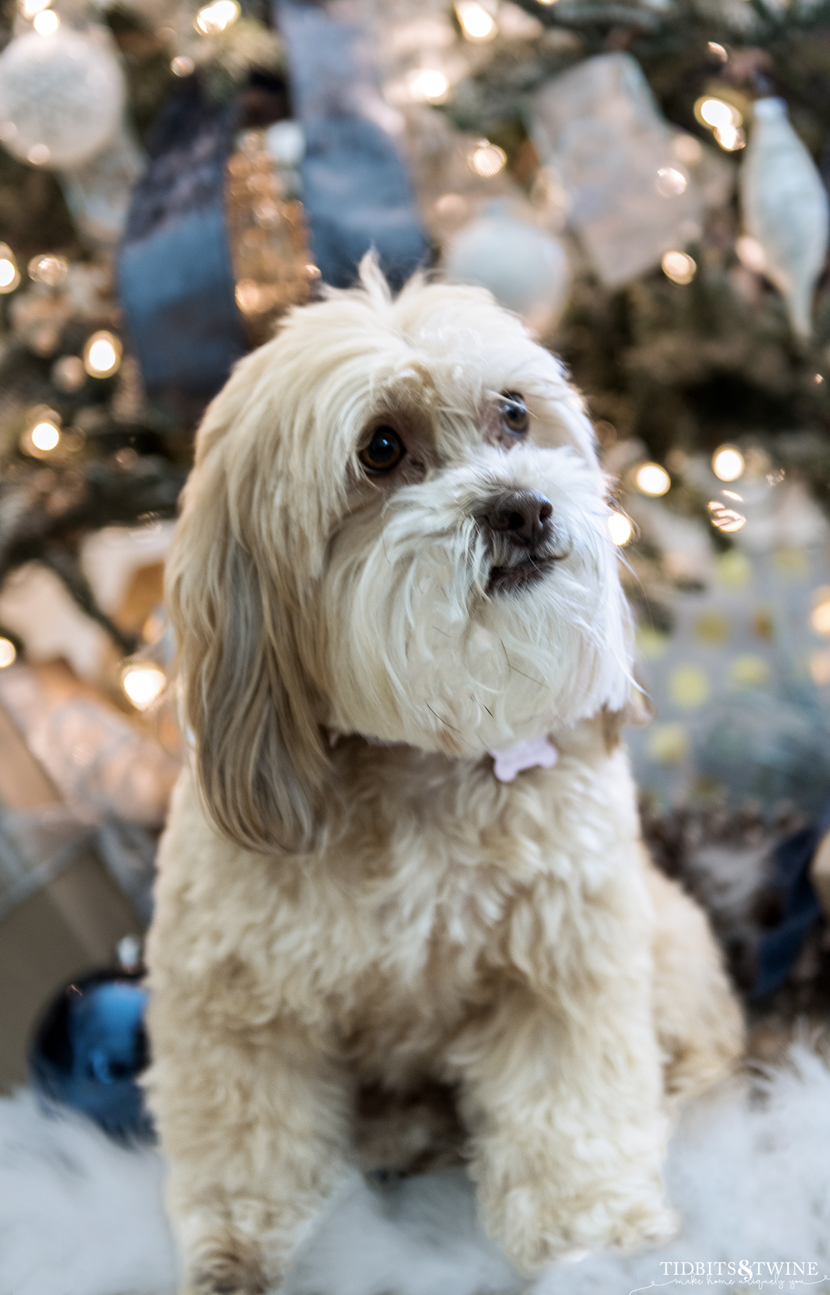 apricot maltese shih tzu dog in front of french blue and white christmas tree