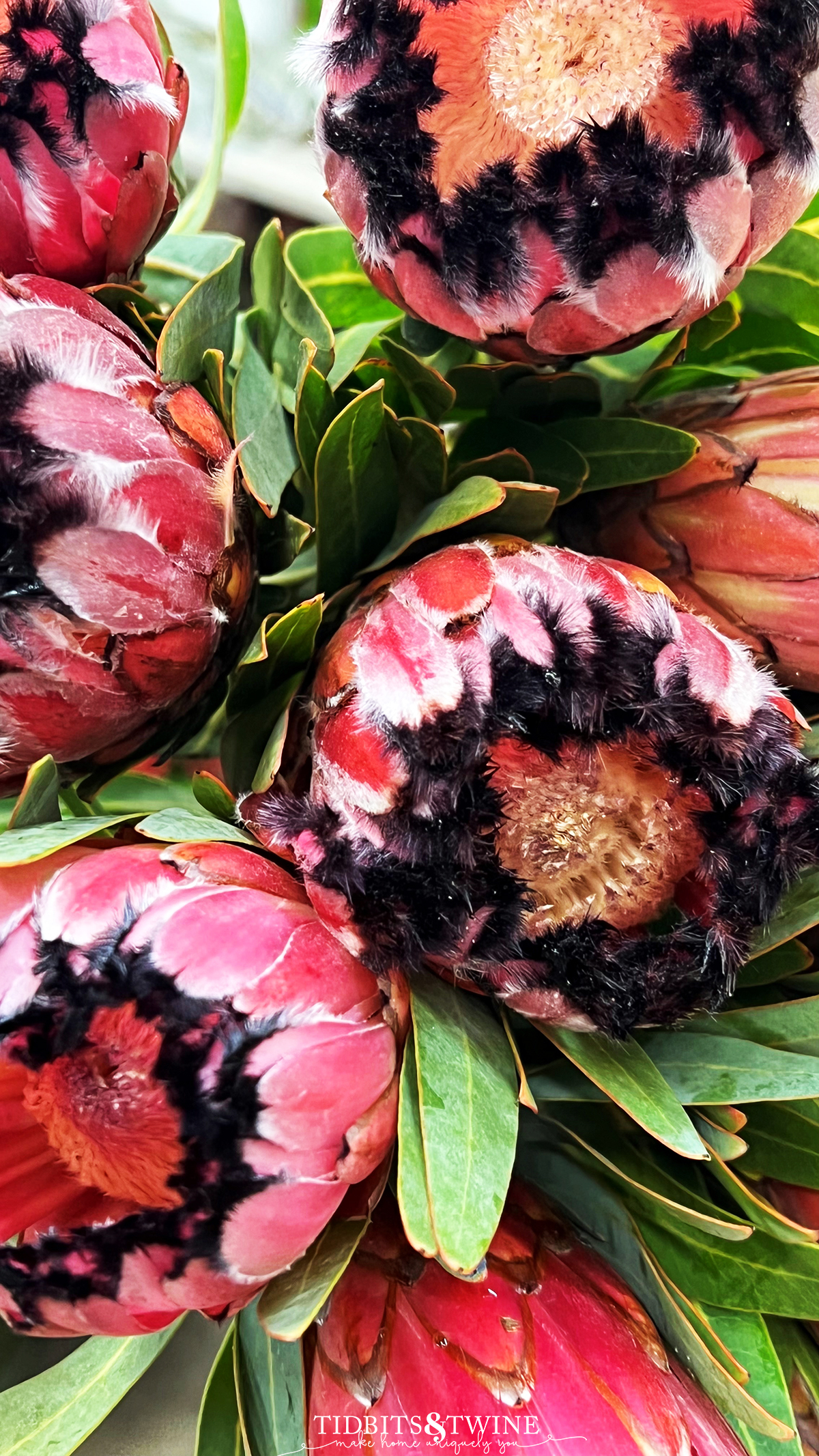 bunch of pink mink protea flowers