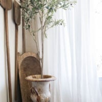 olive tree in french urn in corner of dining room with antique dough bowl and bread paddles behind the tree and white drape