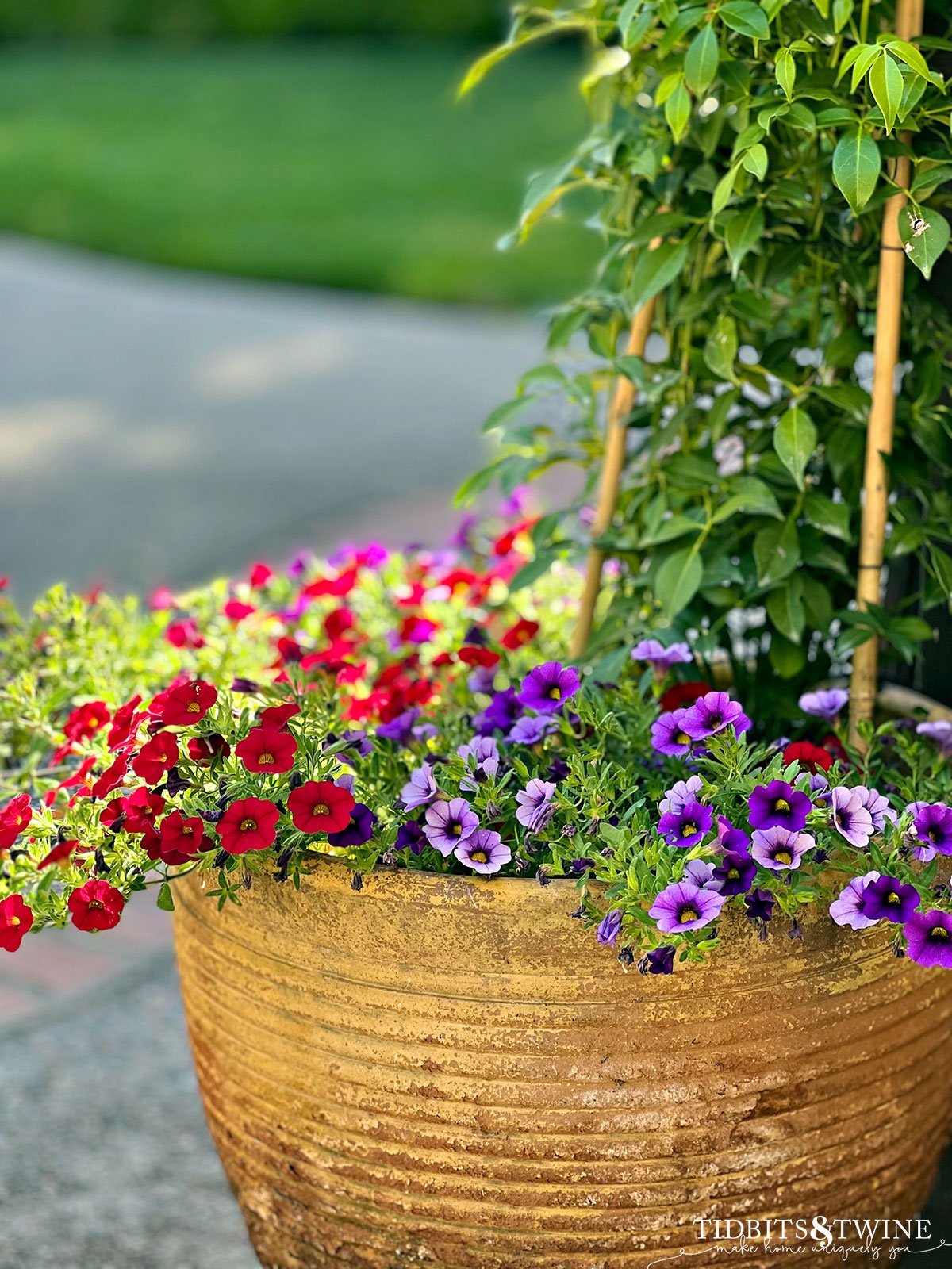million bells in red and purple underplanted in terracotta pot with vine