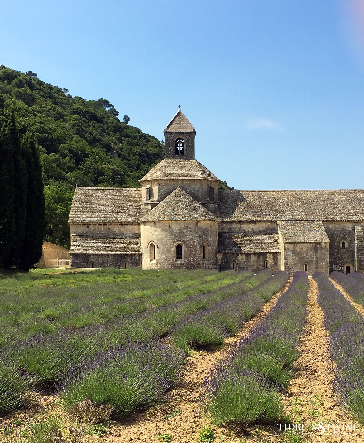 the notre dame de senanque with lavender in bloom