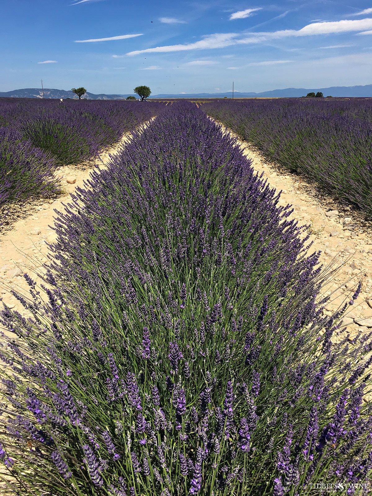 lavender fields in provence france
