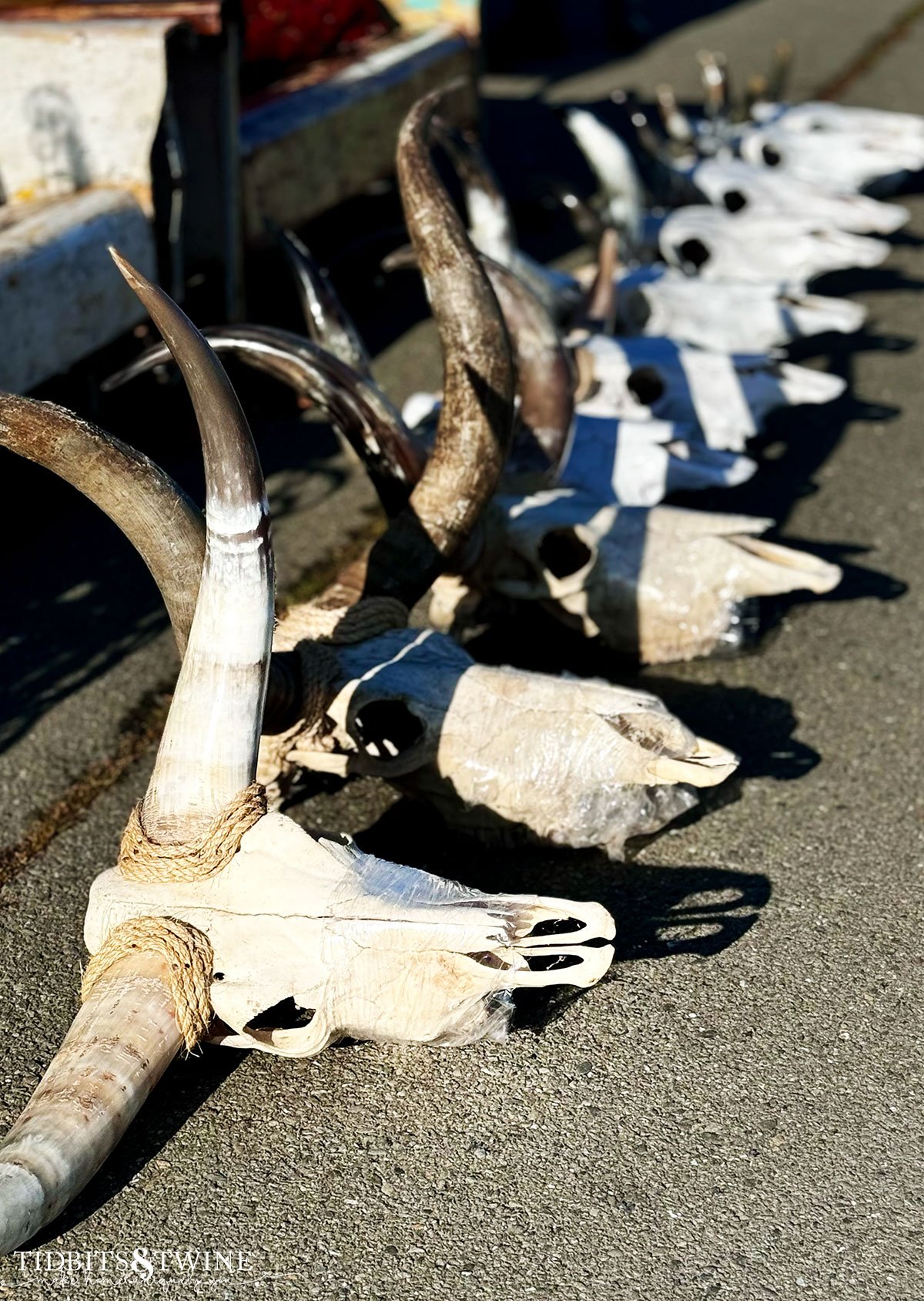 steer skeleton heads lined up on the ground for sale