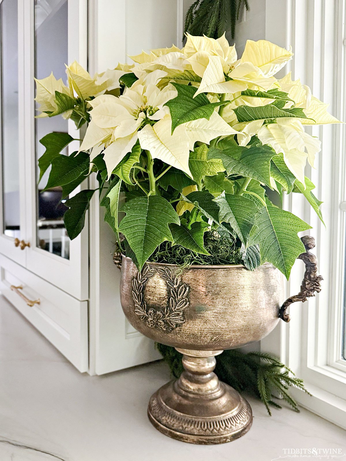 white poinsettias in antique gold trophy pot in Christmas kitchen