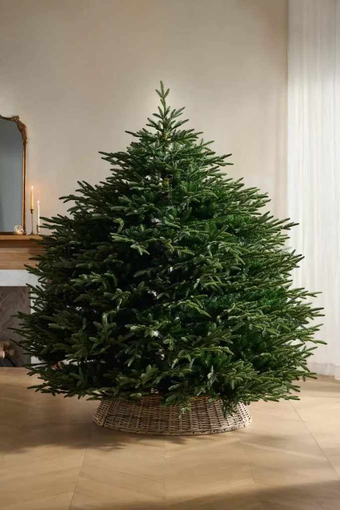 Terrain Nostalgic Pine artificial Christmas tree with a full natural European-style shape and wicker tree collar