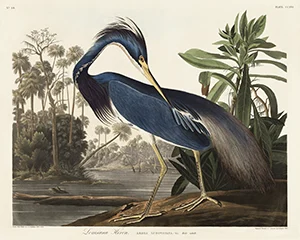 Vintage Audubon bird print with detailed feathers and botanical background